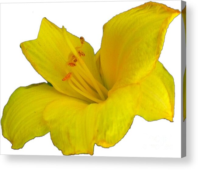 Yellow Acrylic Print featuring the photograph Yellow Lily Flower Photograph Best for Shirts by Delynn Addams