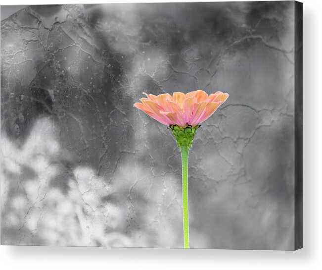 Zinnia Flower Acrylic Print featuring the photograph Zinnia 2018-1 by Thomas Young