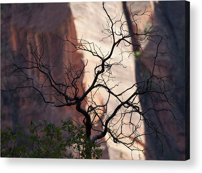 Zion Acrylic Print featuring the photograph Zion Tree by Jonathan Thompson
