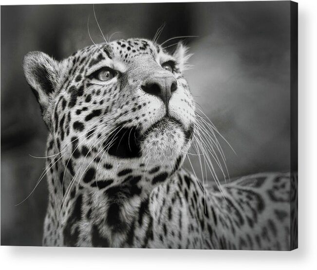 Jaguar Acrylic Print featuring the photograph Looking Onward #2 by Elaine Malott