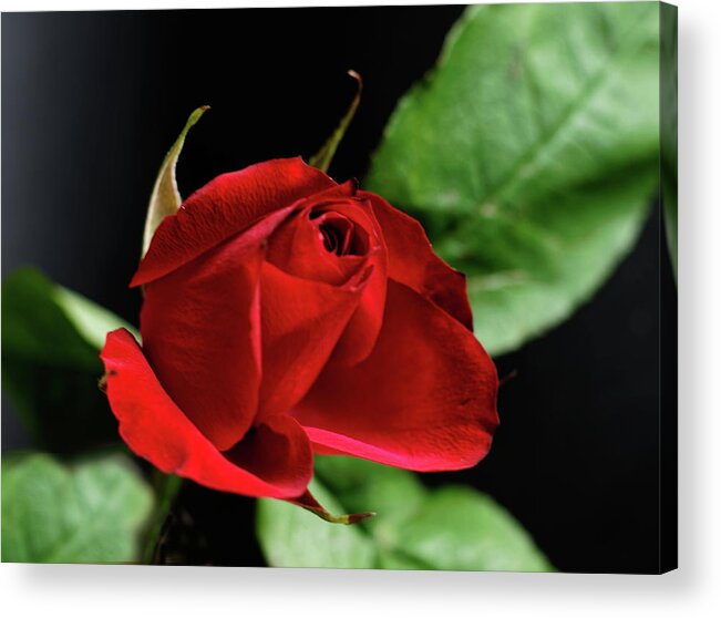 Red Rose Acrylic Print featuring the photograph Red Rose #1 by Jeff Townsend