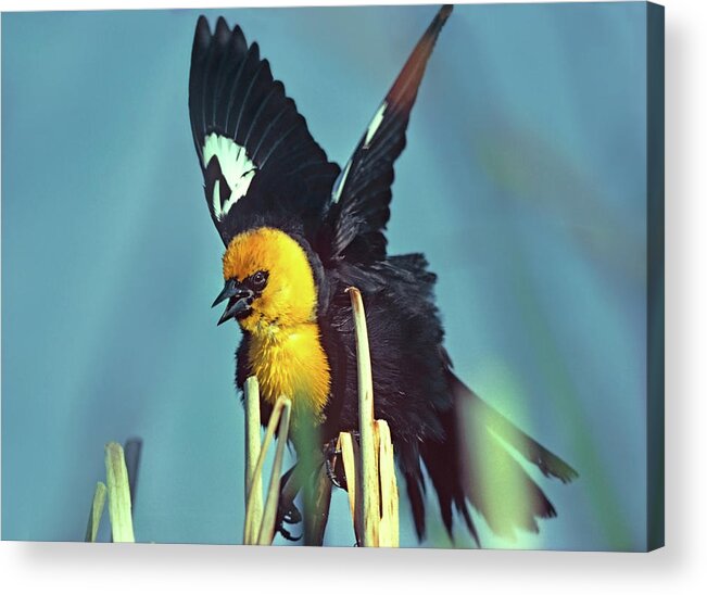 Tim Fitzharris Acrylic Print featuring the photograph Yellow headed Blackbird #1 by Tim Fitzharris
