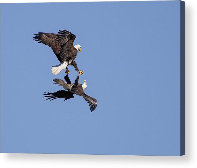 Eagle Acrylic Print featuring the photograph Sky Dancing #1 by Art Cole