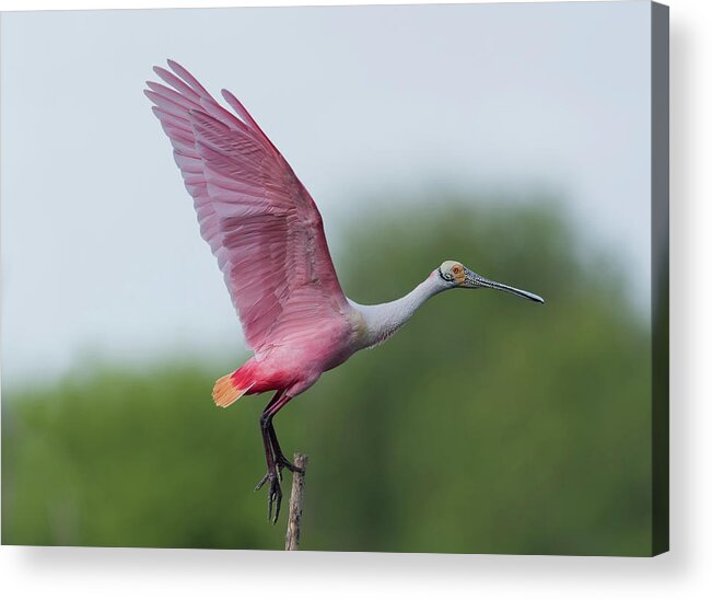 Roseate Spoonbill Acrylic Print featuring the photograph It is all about PINK by Puttaswamy Ravishankar