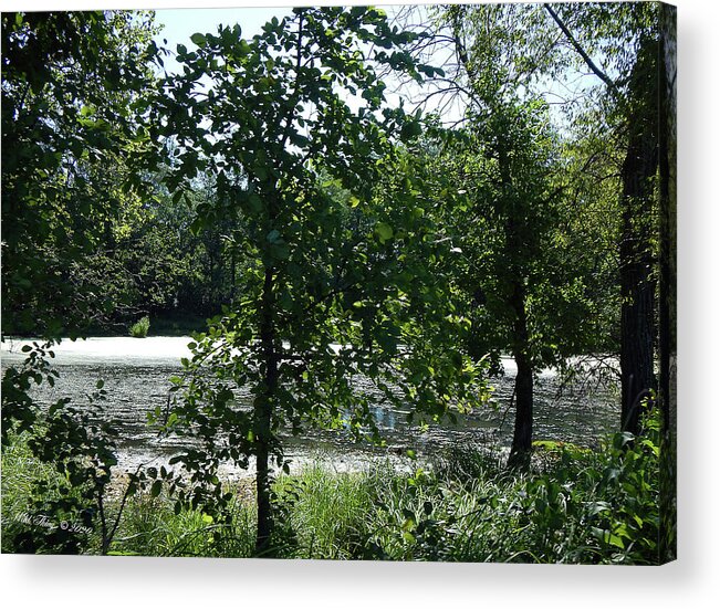Swamp Acrylic Print featuring the photograph A Break by Wild Thing