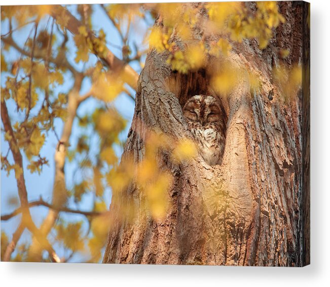 England Acrylic Print featuring the photograph A tawny owl sleeping in a tree. by Alex Saberi