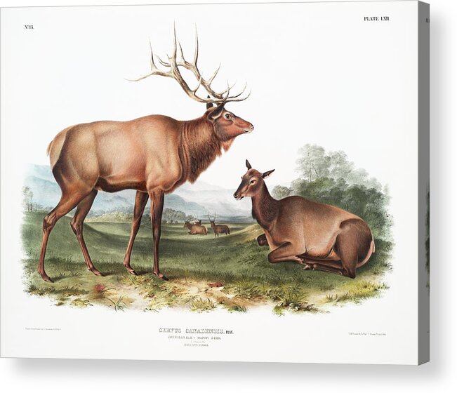 American Animals Acrylic Print featuring the mixed media American Elk. John Woodhouse Audubon Illustration by World Art Collective