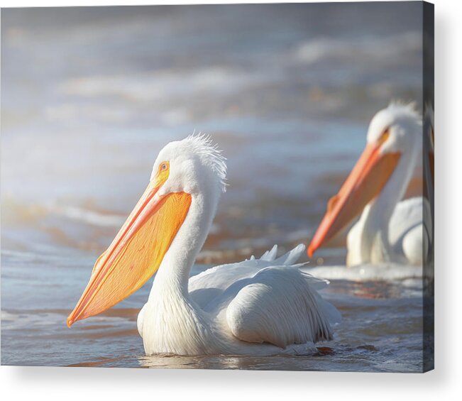 Pelican Acrylic Print featuring the photograph American White Pelicans In Rough Waters by Jordan Hill