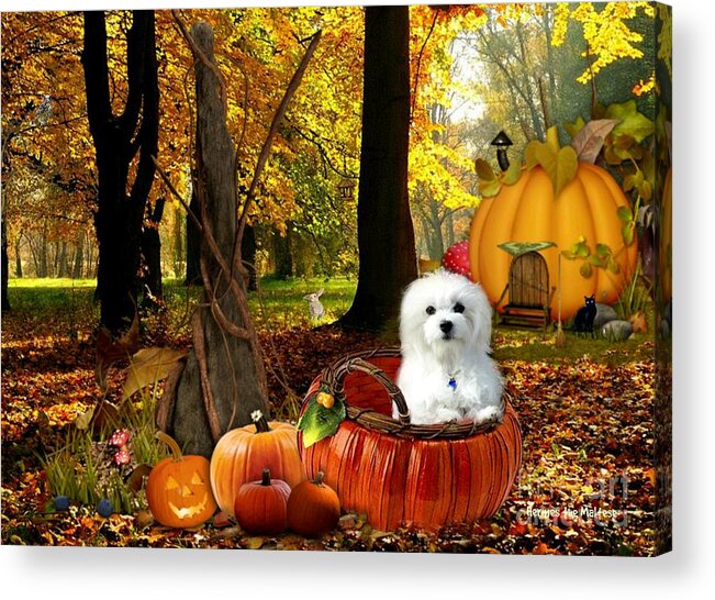 Maltese Dog Acrylic Print featuring the mixed media Among the Pumpkins by Morag Bates