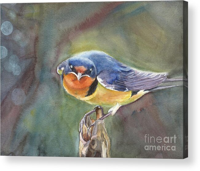 Barn Swallow Acrylic Print featuring the painting Are you looking at me? by Vicki B Littell