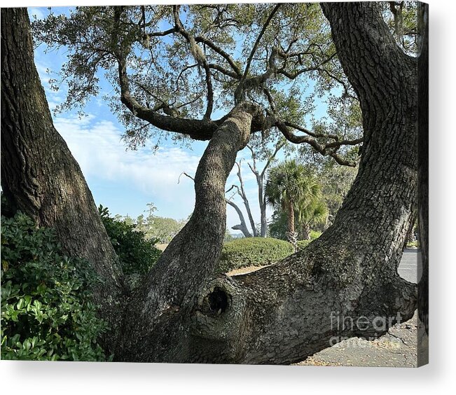 Oak Acrylic Print featuring the photograph Artistic Oak Tree by Catherine Wilson