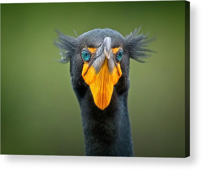 Wild Acrylic Print featuring the photograph Attitude by Steve DaPonte