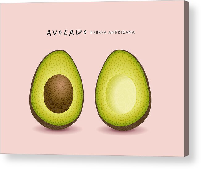 Vector Acrylic Print featuring the drawing Avocado by AF-studio