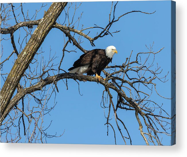 American Bald Eagle Acrylic Print featuring the photograph Bald Eagle 2019-21 by Thomas Young