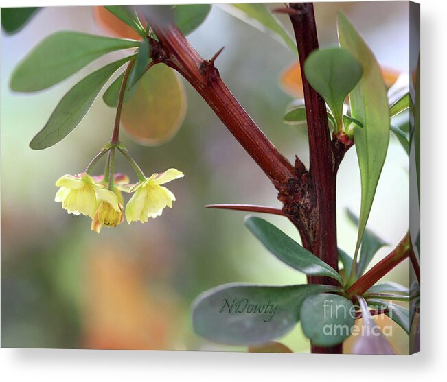 Barberry Blossom Acrylic Print featuring the photograph Barberry Blossom by Natalie Dowty