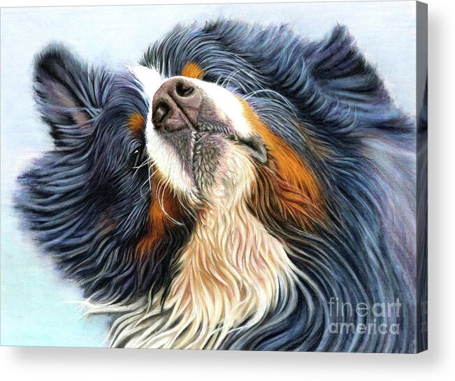 Bernese Acrylic Print featuring the mixed media Baron by Donna Mulley