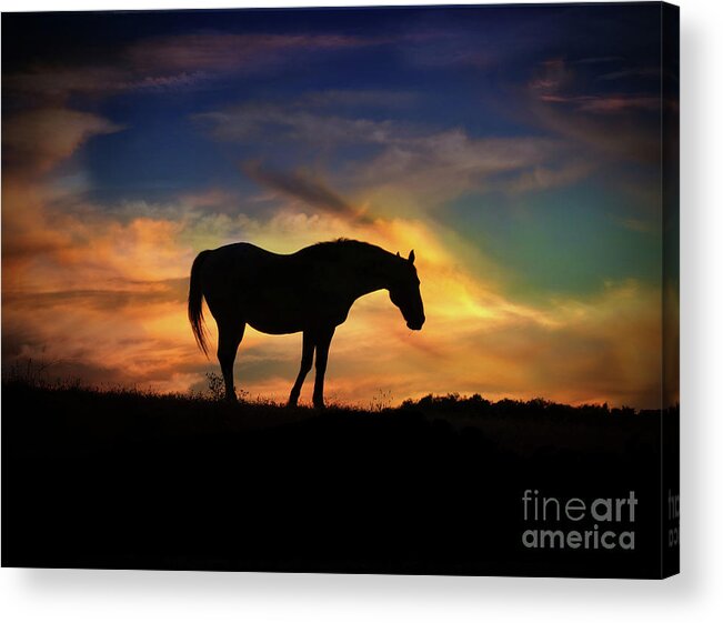 Horse Acrylic Print featuring the photograph Beautiful Silhouetted Horse in Colorful Sunrise by Stephanie Laird