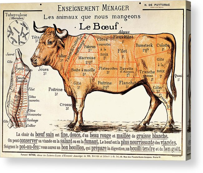 Le Boeuf; Cow; Cut; Joint; Food; Animal; Butchering Acrylic Print featuring the drawing Beef by French School