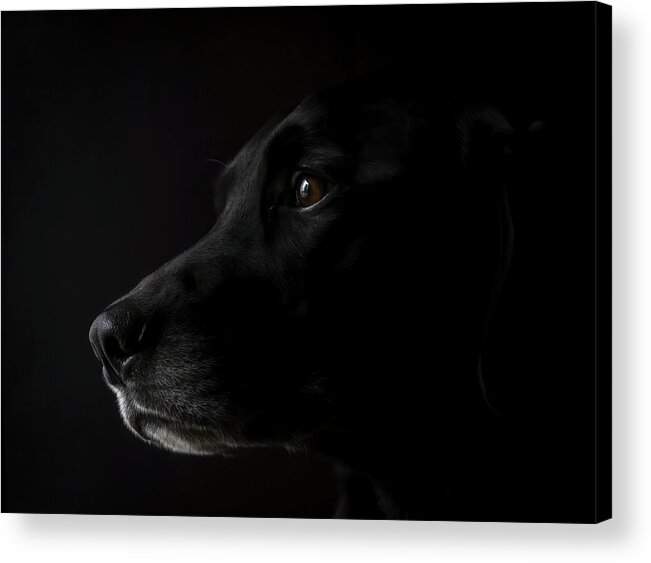 Black Lab Acrylic Print featuring the photograph Black Lab by Holly Ross