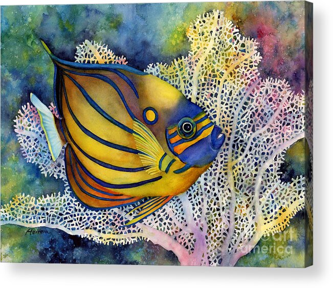 Fish Acrylic Print featuring the painting Blue Ring Angelfish by Hailey E Herrera