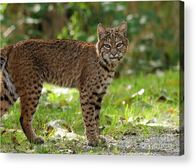 Kmaphoto Acrylic Print featuring the photograph Bobcat by Kristine Anderson