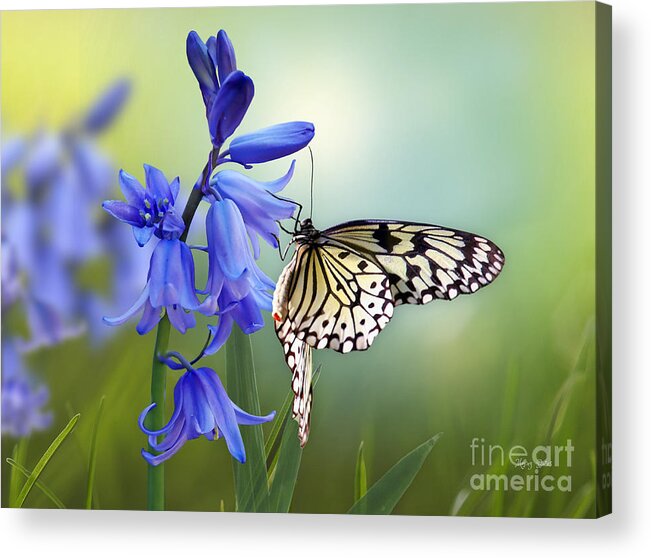 Bluebells Acrylic Print featuring the mixed media Butterfly and Bluebell Dreams by Morag Bates