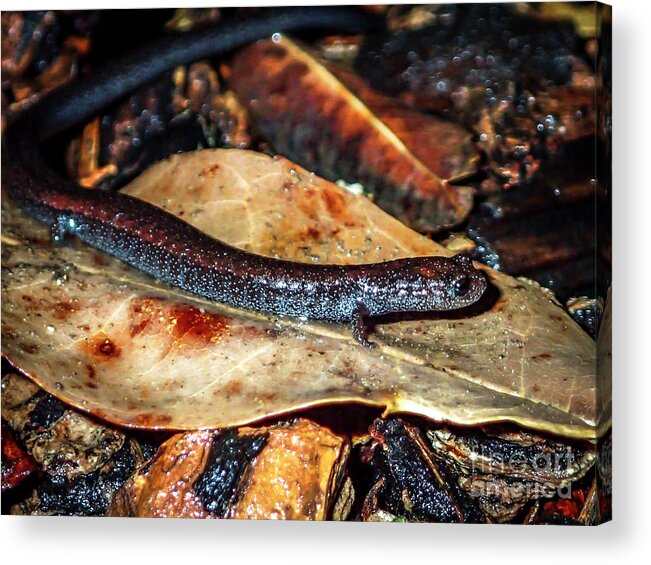 Lungless Acrylic Print featuring the photograph California Lungless Salamander Batrachoseps attenuatus by Shawn Jeffries