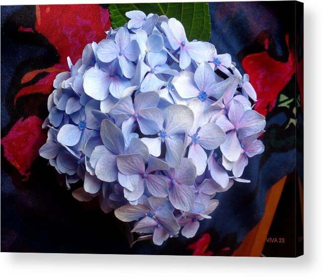 Hydrangea Acrylic Print featuring the photograph Carolyn's Hydrangea Blue by VIVA Anderson
