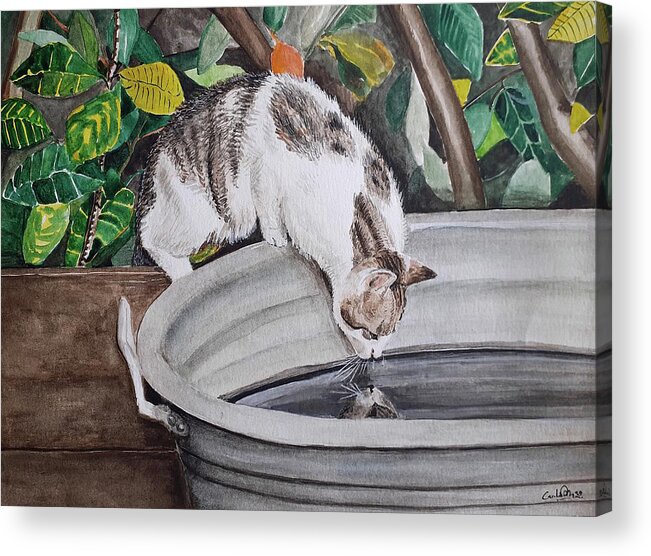Cat Acrylic Print featuring the drawing Summer time by Carolina Prieto Moreno