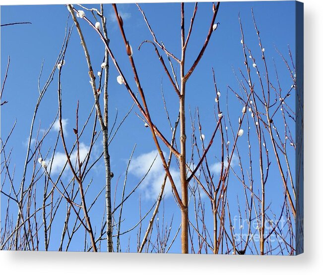 Pussy Willows Acrylic Print featuring the photograph Catkins by Nicola Finch