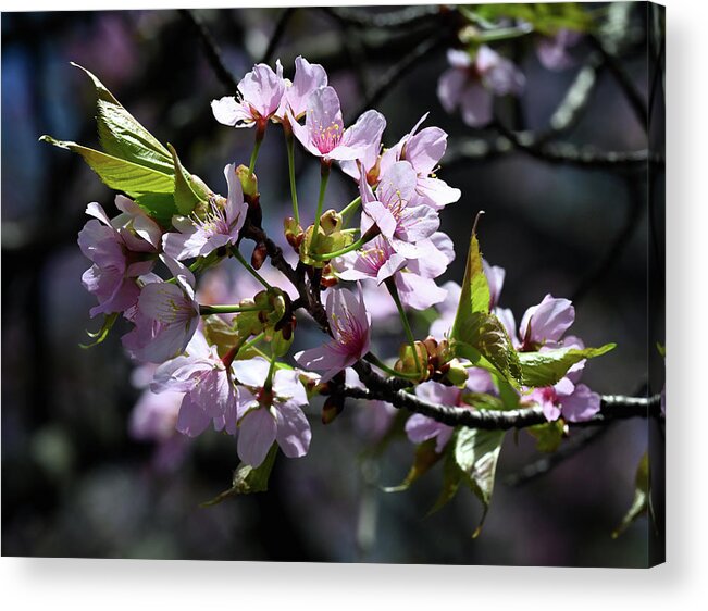 Cherry Acrylic Print featuring the photograph Cherry Blossom by Steven Nelson