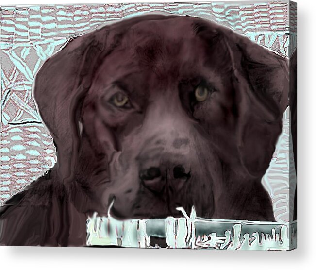 Chocolate Lab Drawing Acrylic Print featuring the mixed media Contemplation by Pamela Calhoun