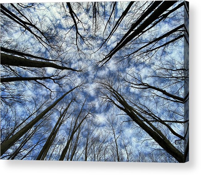 Forest Acrylic Print featuring the photograph Convergence of the Elders - 2 of 3 - Straight up view in forest with altocumulus clouds by Peter Herman