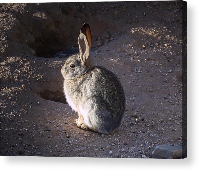 Arizona Acrylic Print featuring the photograph Cool Bunny by Judy Kennedy