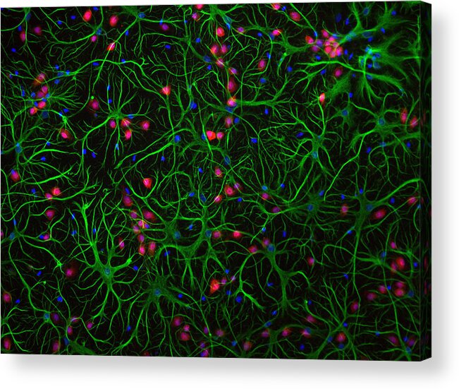 Research Acrylic Print featuring the photograph Cultured cells by Jmimages