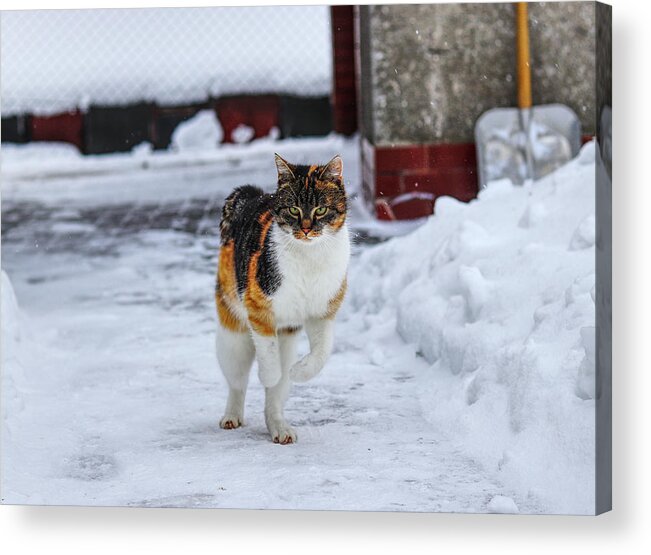 Liza Acrylic Print featuring the photograph Cat's jump in winter by Vaclav Sonnek