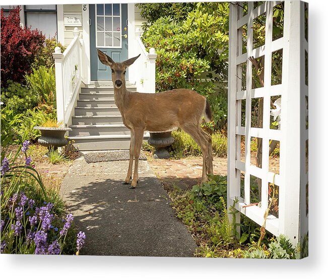 Deer Acrylic Print featuring the photograph Curious by Jim Painter