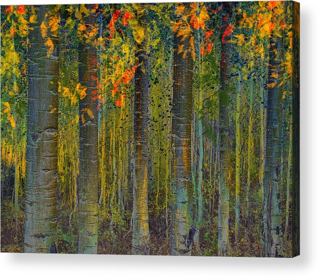 Forest Acrylic Print featuring the photograph Deep into the Aspens by Sandra Selle Rodriguez