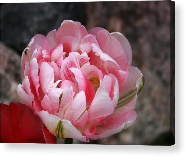 Tulip Acrylic Print featuring the photograph Double Peony Like Tulip by Kay Novy