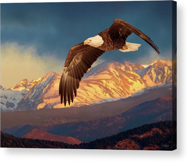 Bald Eagles Acrylic Print featuring the photograph Eagle Soaring in the Rockies II by Judi Dressler