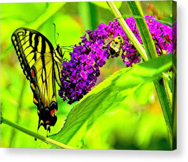 Butterfly Acrylic Print featuring the photograph Everyday Life by Allen Nice-Webb