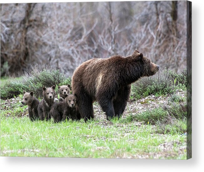 Grizzly Bears Acrylic Print featuring the photograph Family of Five by Deby Dixon