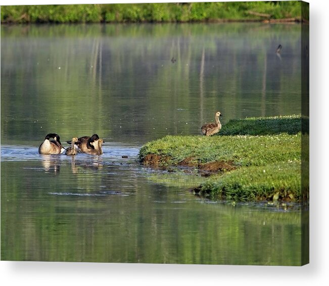 Wildlife Acrylic Print featuring the photograph Family Of Geese by John Benedict