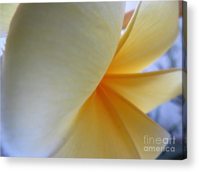 Flower Acrylic Print featuring the photograph Fanning Out by World Reflections By Sharon