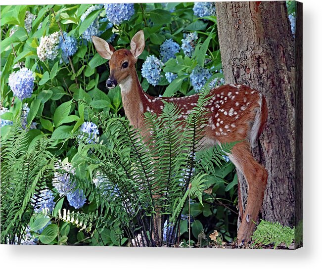 Fawn Acrylic Print featuring the photograph Fawn and Flower by Gina Fitzhugh