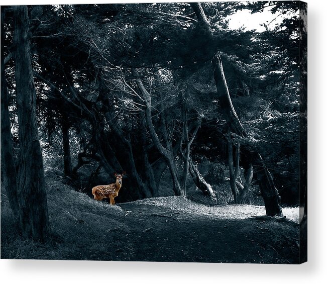 Deer Acrylic Print featuring the photograph Fawn in a Blue Cypress Wood by Wayne King