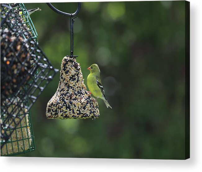 Wild Birds Acrylic Print featuring the photograph Female Yellow Finch by Terry Cork