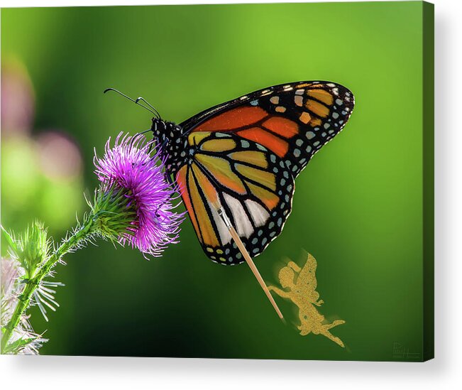 Monarch Acrylic Print featuring the photograph Finishing Up - fairy painting the color onto Monarch butterfly feeding on Canada Thistle flower by Peter Herman