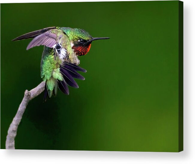 Bird Acrylic Print featuring the photograph Flash of Red by Art Cole