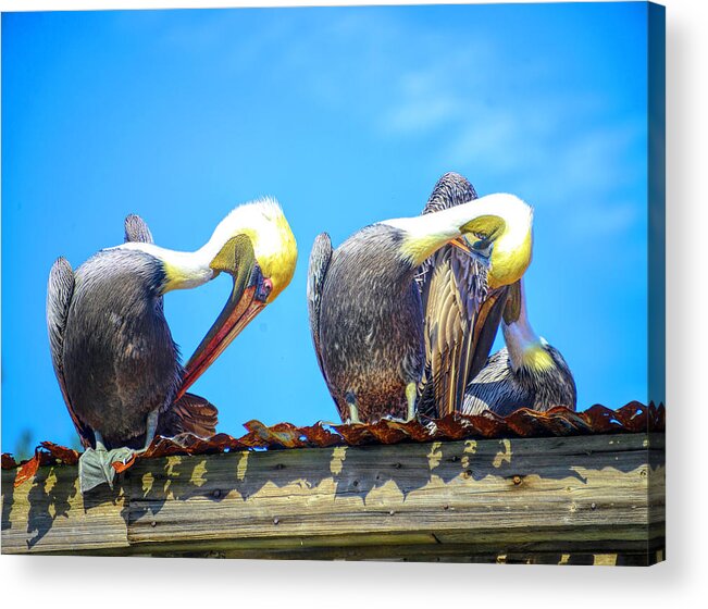 Pelicans Acrylic Print featuring the photograph Florida pelicans by Alison Belsan Horton